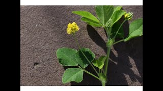 TREVOL AMATILLO (trifolium dubium)