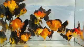 Giant oranda goldfish