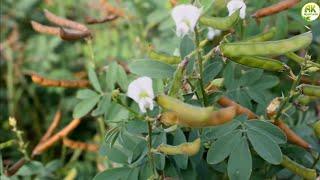 सफ़ेद सरफोंका (शरपुंखा) TEPHOROSIA CANDIDA {VILLOSA} एक दुर्लभ प्रजाति का दिव्य प्रयोग पेट के लिए ।