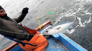 Mira Así se PESCA estos Peces en Altamar