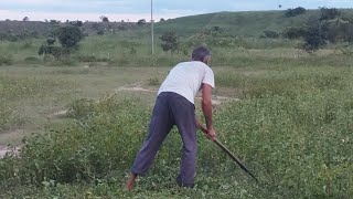 PAPAI ROÇANDO A FRENTE DE CASA E FAZENDO UMA CAMINHO