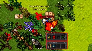 Old Tibia - Mino Mage Bait and Trap - AMAZING LOOT (TIBIA Calmera - TIBIA 7.92)