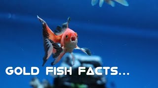 Gold fish facts