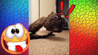 this French bulldog said "hello there" (funny animals video)