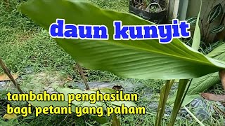 daun kunyit sebagai bumbu dapur yang laris manis @petanijelata