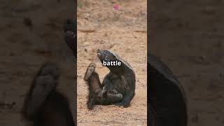 Battle of the Titans: Honey Badger vs Wolverine