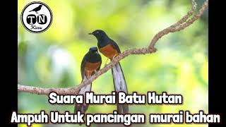 SUARA MURAI BATU‼ AMPUH PANCING BUNYI MURAI MACET, STRES DAN MALAS BUNYI❗