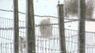 Snow dogs 29th January 2015