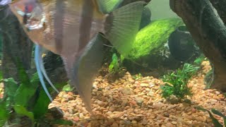 angelfish preparing for eggs : live (fish aquarium)