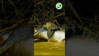 Jaguar VS Alligator | Epic Wild Encounter #solohorizons #wildlife #wildencounters