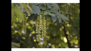 Pterocarya del Cáucaso o Fresno Chino (Pterocarya fraxinifolia)