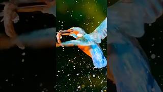 Wonderful Birds | The Elegant Kingfisher | Short Documentary