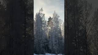 Silver trees on snowy evening