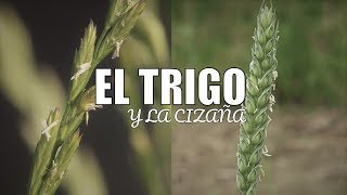 El TRIGO y La Cizaña - Parábola - Reflexión