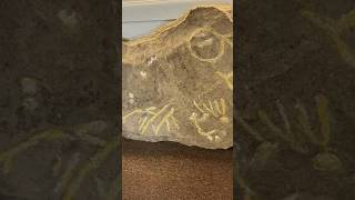 New Geneva Petroglyphs #history #naturalhistory #shorts