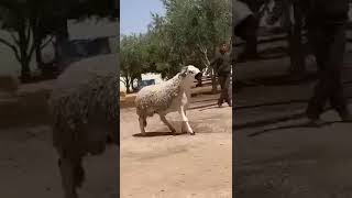 سبحان الله 🐏 صردي ملكي