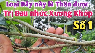 Loại Dây Kỳ Diệu | trị Đau nhức Xương Khớp, khô khớp, Bong Gân Đơn giản nhất - PHAN HẢI