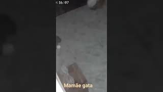 MAMÃE GATA que olhos são esses?? será os olhos do lanterna? 🔦