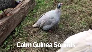 What do Guineafowl Sound Like? - How To Identify Guinea Sex By Their Sound