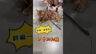 我不是石虎，我是豹貓，又稱孟加拉貓Bengal Cat