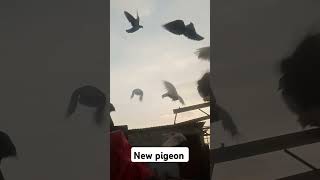 Our new pigeons training #pigeon #kabootar