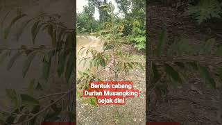 Bentuk percabangan Durian musangking yang baik