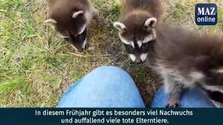 Flausch-Alarm in der Tierrettung Potsdam