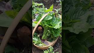 Beberapa Jenis Sayuran Daun Di Mahmudah.garden || Kind of Vegetables in My Garden