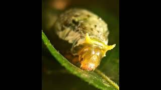 Close up of a Caterpillar #shorts #trendingshorts #butterfly #caterpillar #insect #macro #reels