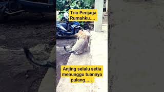 Trio Penjaga Rumahku.... #anjingkampung