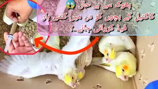 Lovebirds chicks ko Feed kese krwaen| How To Feed Parrot Chicks | Details in description #lovebirds