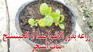 طريقه زراعه الجينسنج أو الاشواجندا من البذور والموعد المناسب لزراعتها