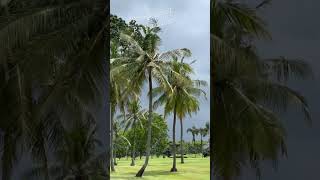 Coconut trees at kedaton golf course