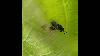 Wasp parasitize a caterpillar #nature #macro