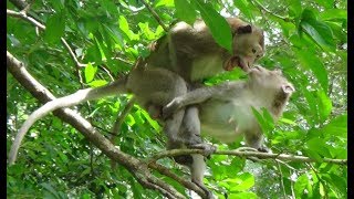 Monkey Family with a baby looks impressive and funny incredible on top the tree