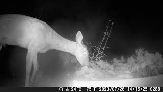 Miscellaneous Trail Camera Footage