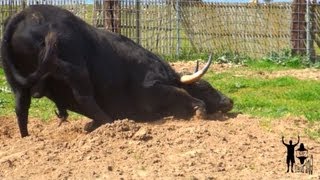 Toro Sarmiento de la Ganadería de Mariano Blazquez