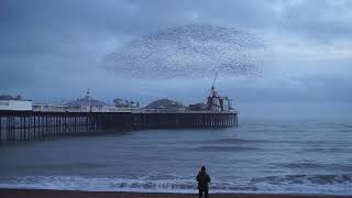 Relaxing Ambient Sounds: Starlings Murmuration For 10 Minutes 4KUHD, ASMR