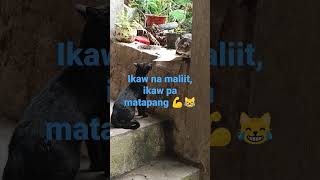 #matapang na pusa