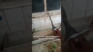 cara mutih bilah keris | membersihkan keris dari karat