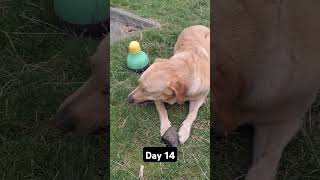 Day 14 until my dog gets 1k subscribers