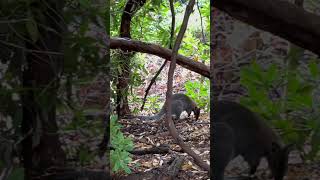 Wild Kangaroos in the New Forest