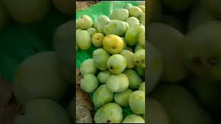 Mangga daging mengkal #shortvideo #shorts #short