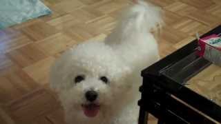 Do you talk to your dog too? - Cute Fluffy Bichon