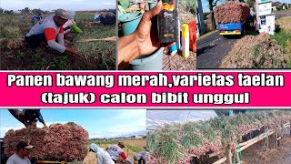 panen bawang merah,jenis taeland( tajuk)calon bibit.