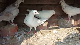 Female female ke sath Pair Bana liya hai #masadbirds #female #pair