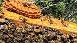 What does it mean when there is a Queen cell with larvae? Explained by a seasoned beekeeper.