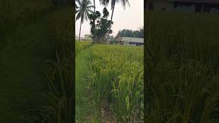 Beautiful paddy fields #song #green