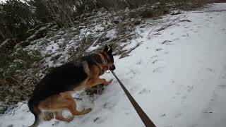 German shepherd on walk. Eros på tur. 24.11.2024. welcome to winterland  part 1.