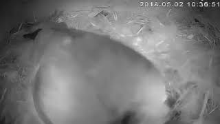 Bird Box camera 2 May 18